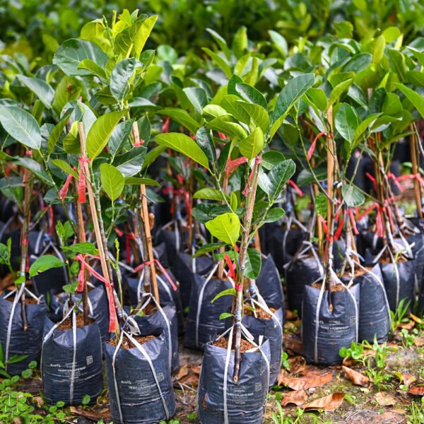 Nursery Bags